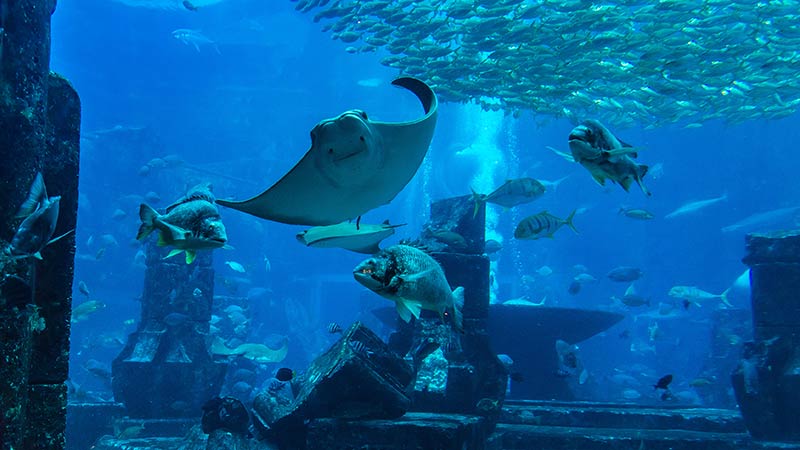 Dubai aquarium